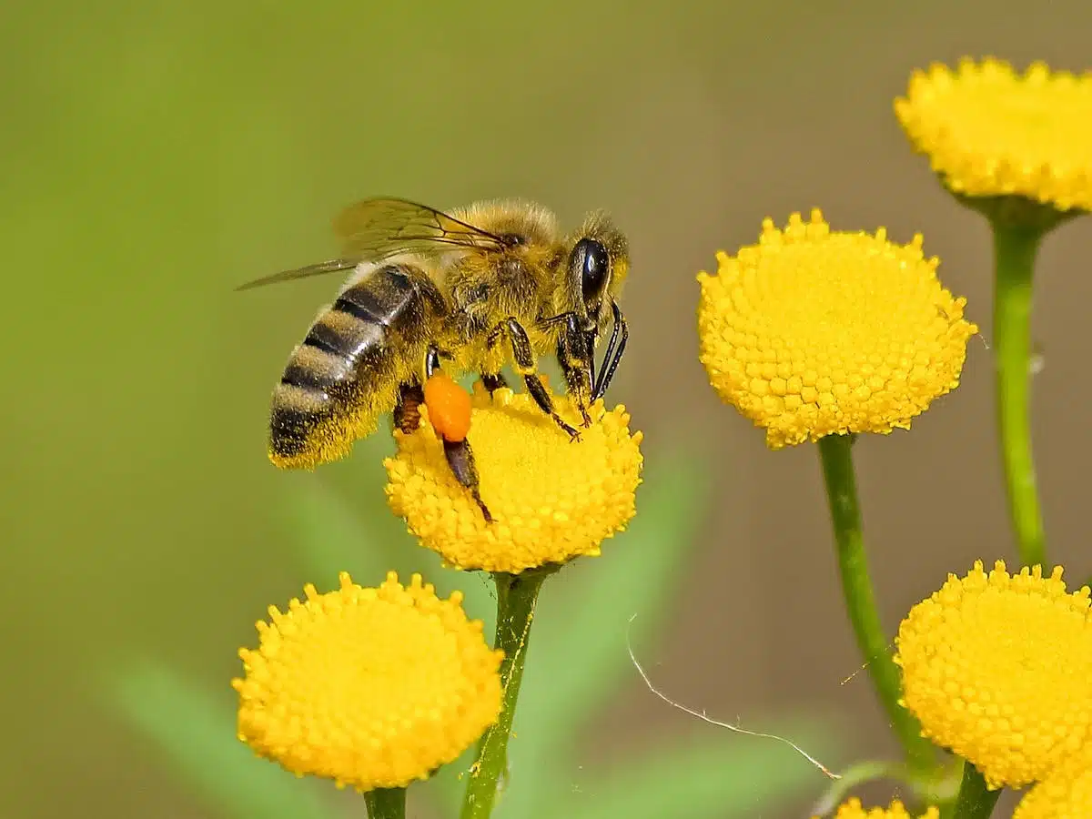 abeille fleur