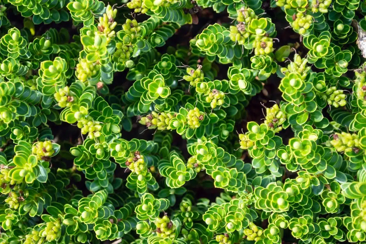 plantes couvre-sol