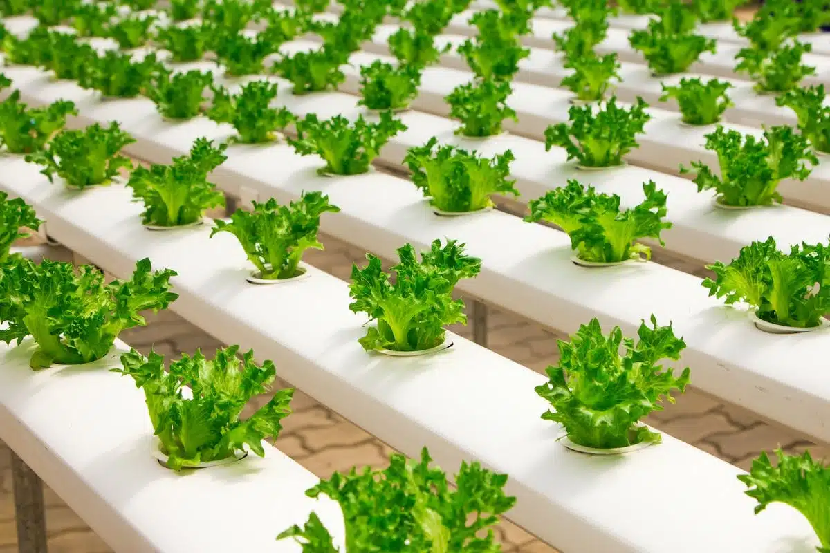 potager  réduit
