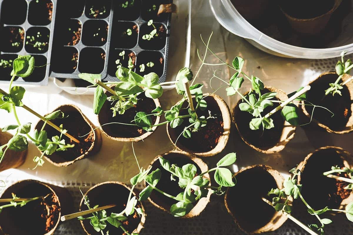 potager  erreurs