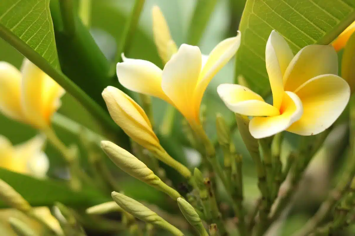 fleurs  climat