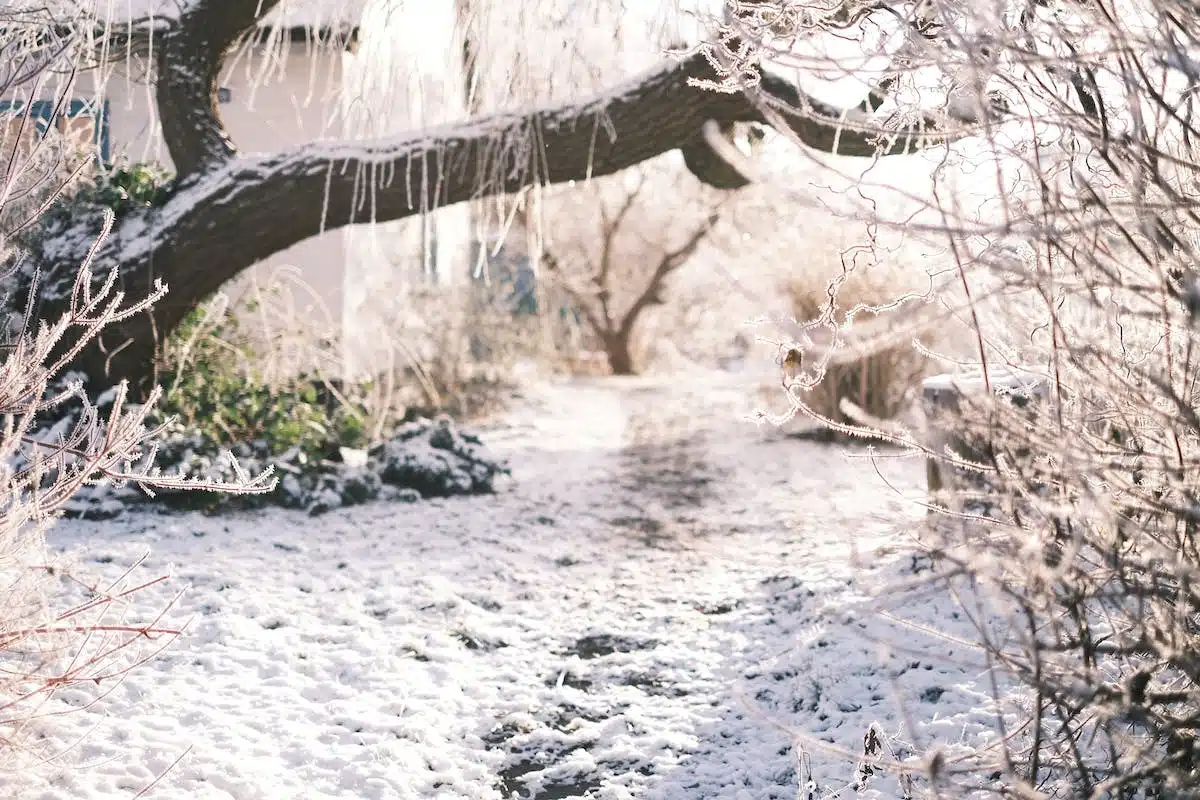 jardin d hiver