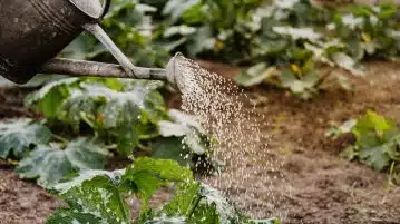 Les plantes incontournables pour les débutants en jardinage