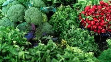Les indispensables pour garder son potager en pleine santé