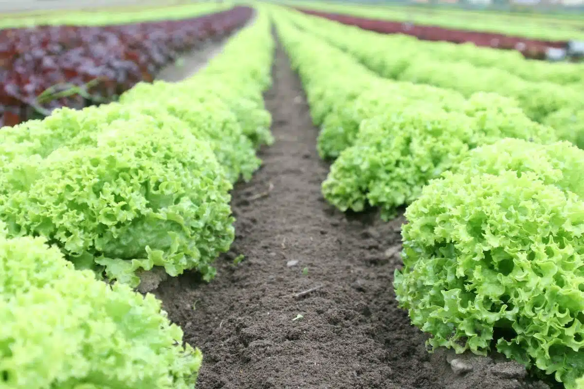 potager  santé