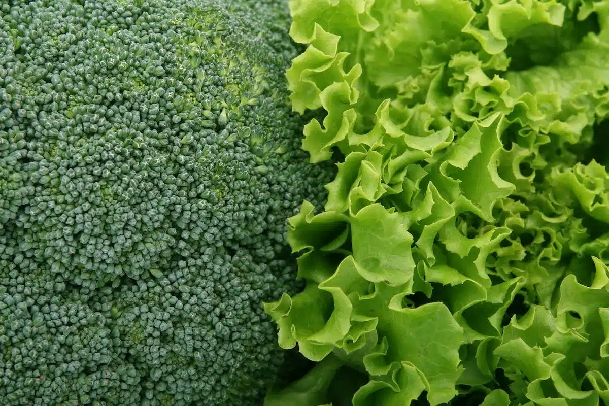 potager carré