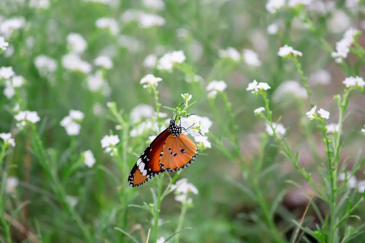 plantes  papillons