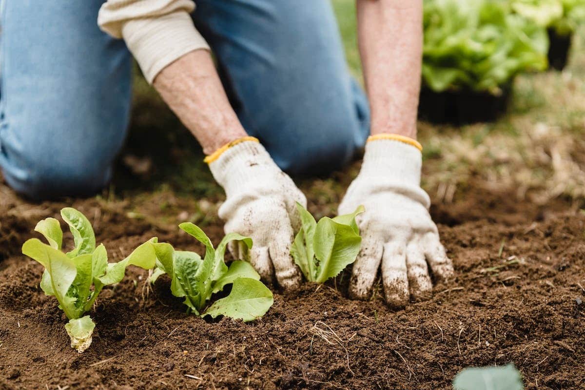 potager  parasites