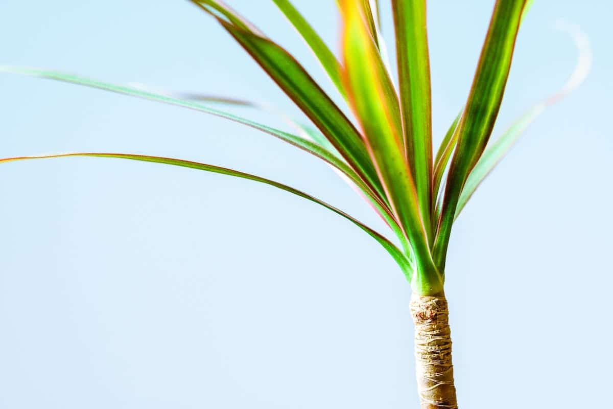 yucca elephantipes