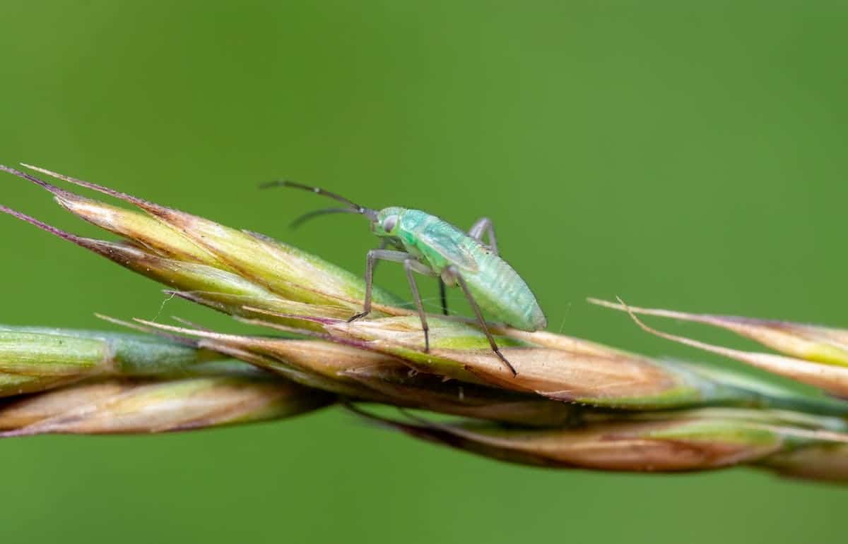 plantes  insectes