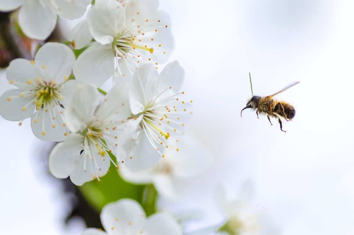 fleurs  pollinisateurs