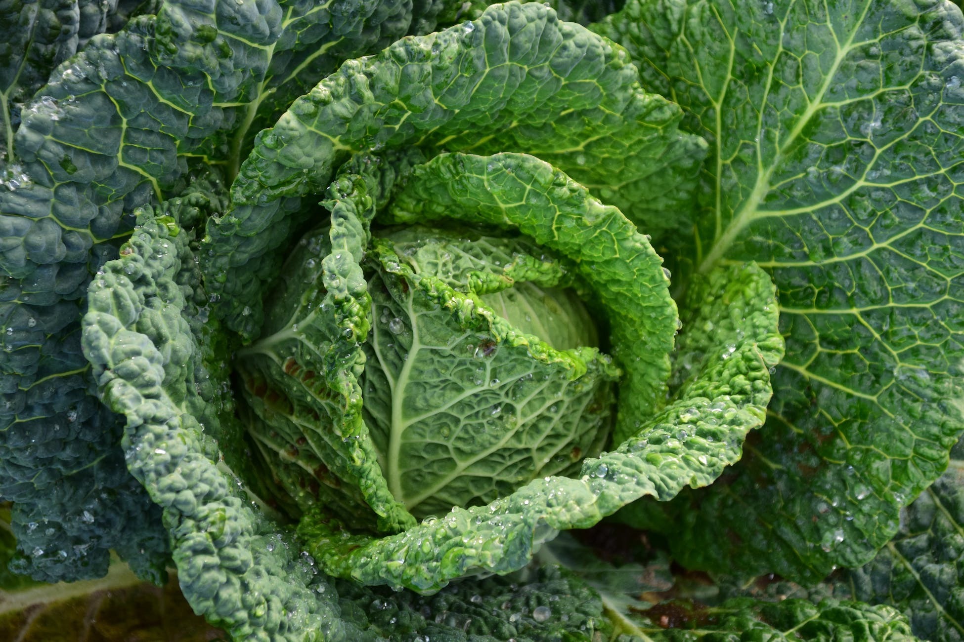 potager variété