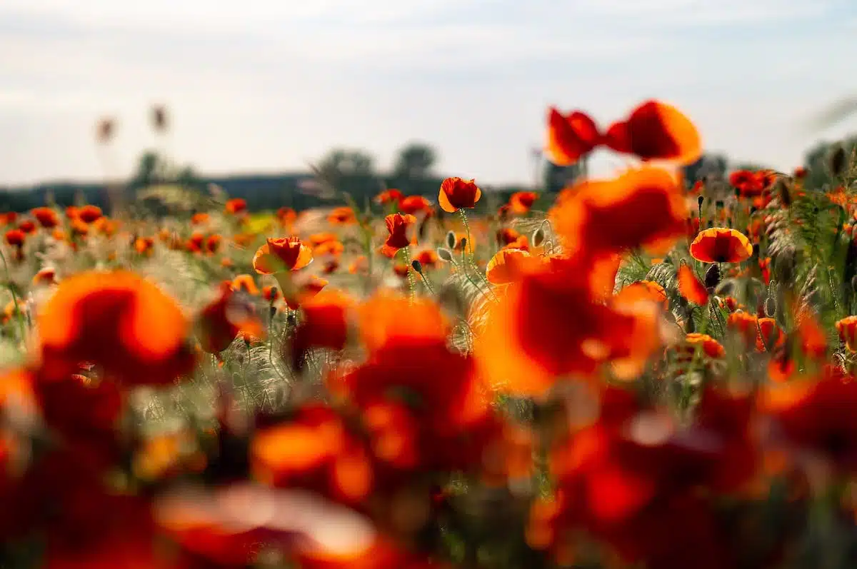 fleurs ensoleillées