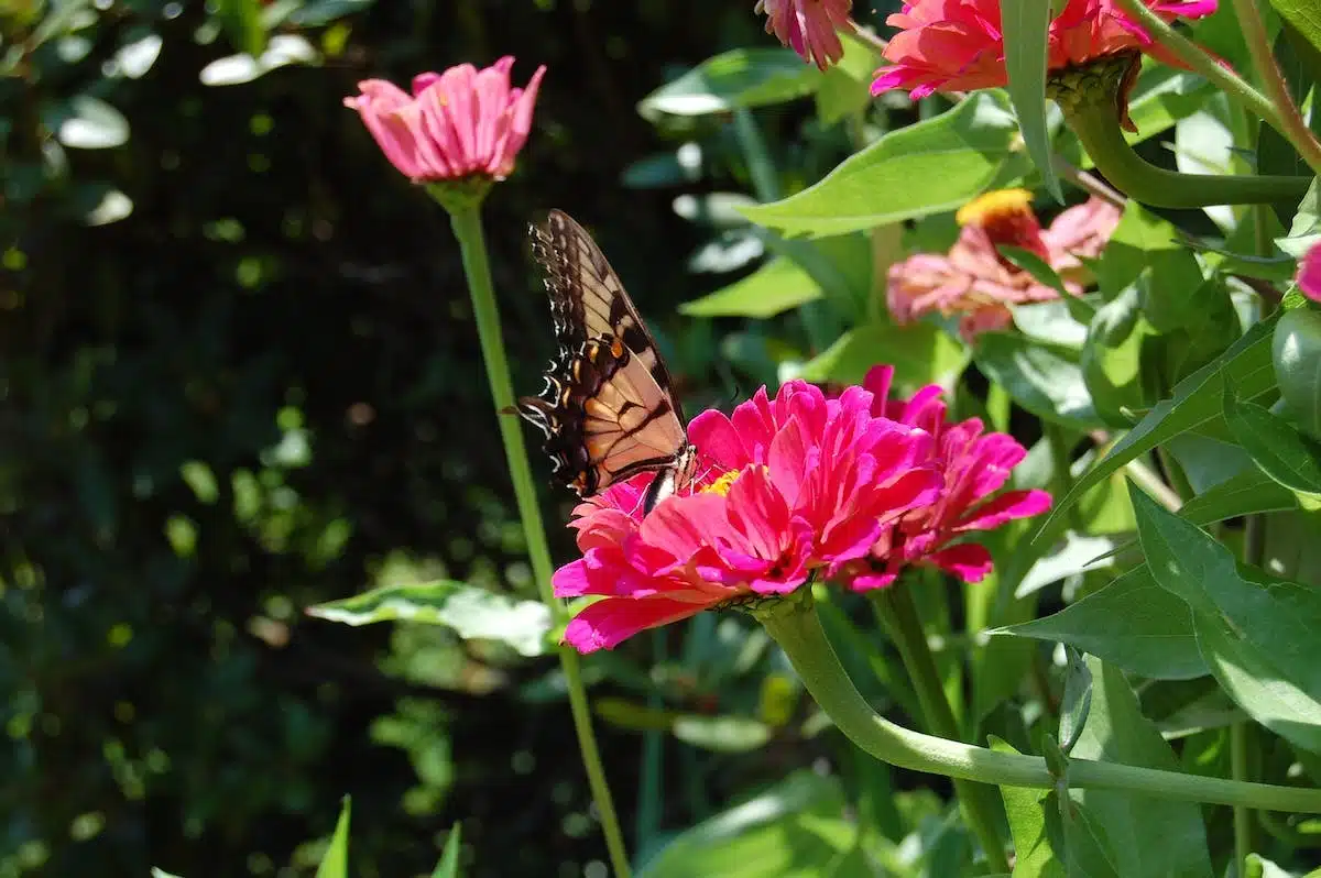 jardin  papillons