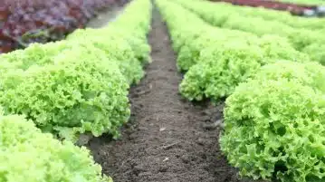 Green Plants Field