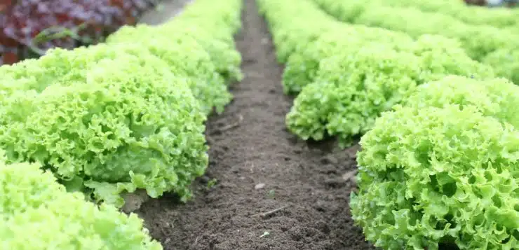 Green Plants Field