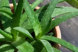 Entretenir aloe vera