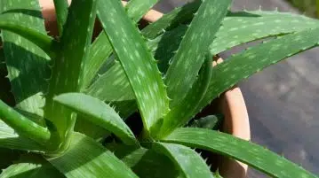 Entretenir aloe vera