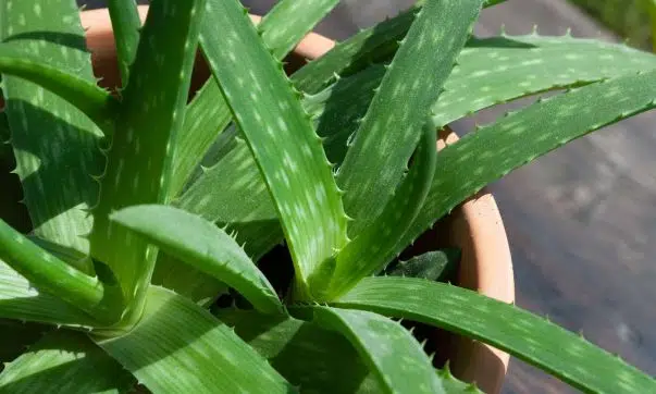 Entretenir aloe vera