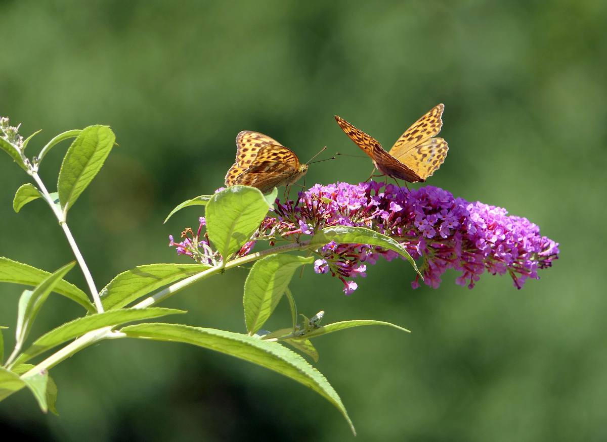 arbre à papillon (Buddleia) 