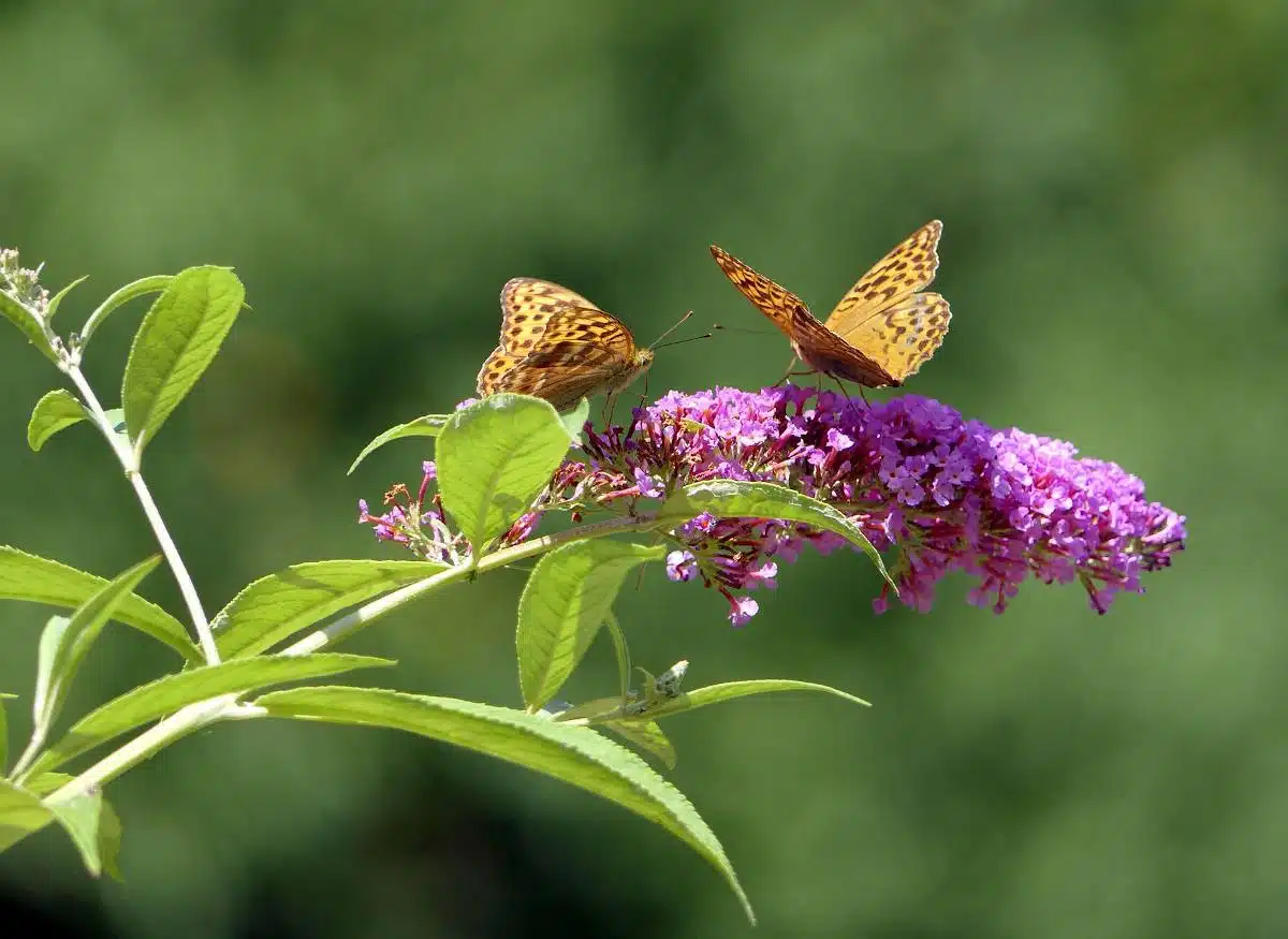 arbre à papillon (Buddleia) 