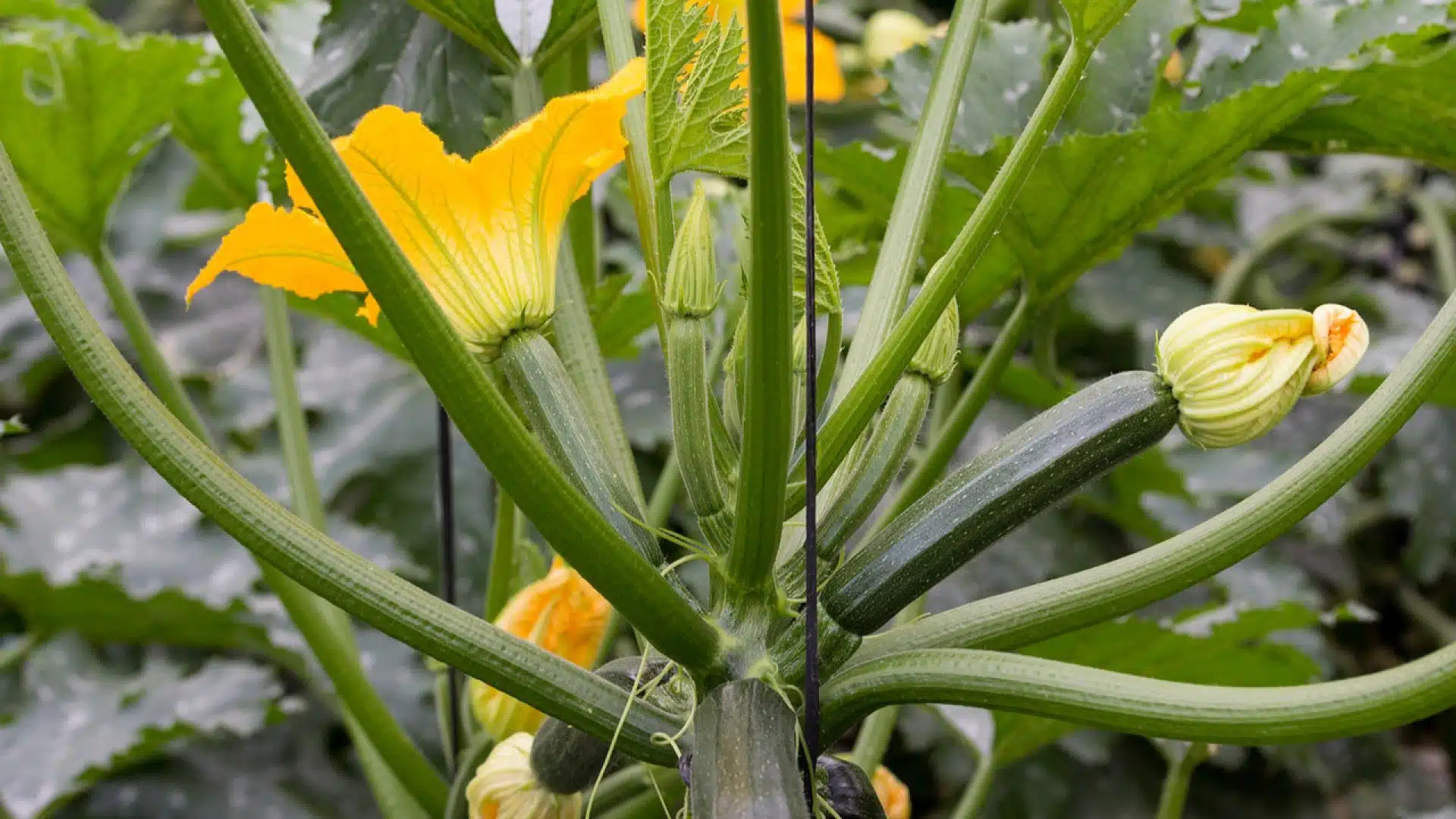 pied de courgette 