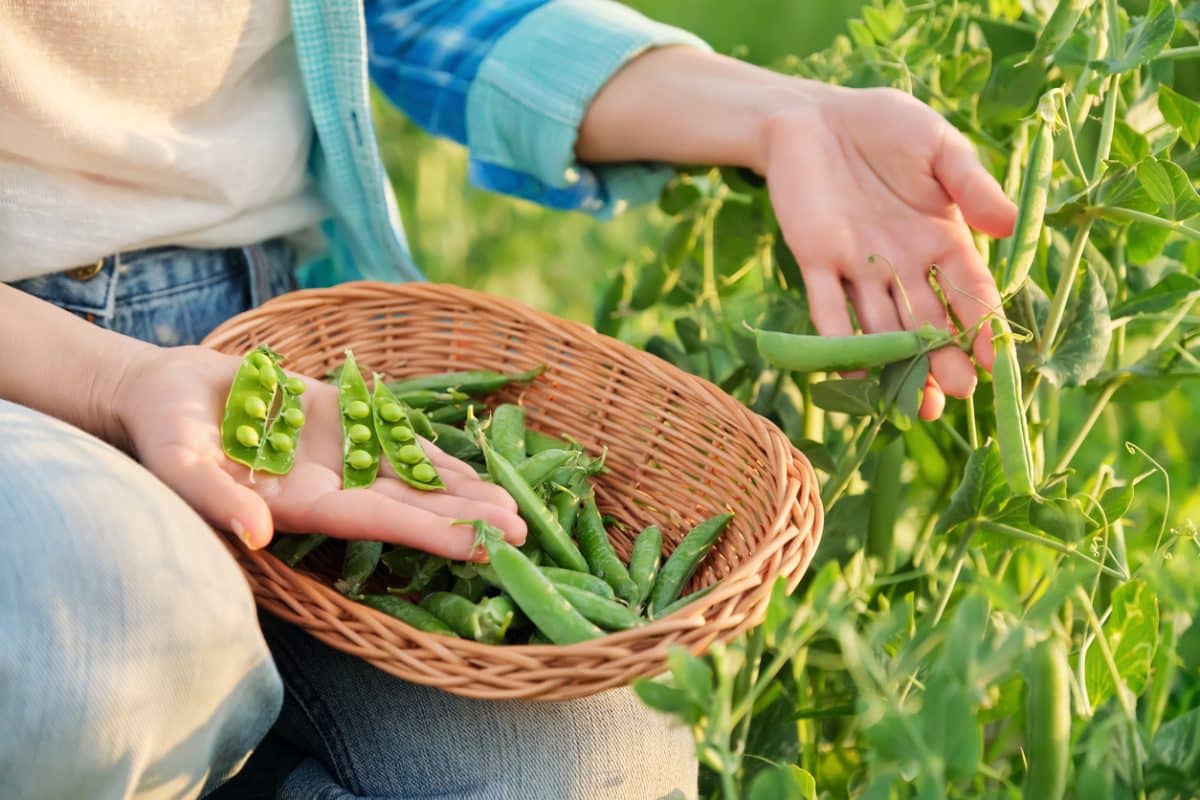 paysagiste création potager autoconsommatio