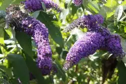 arbre à papillon (Buddleia)