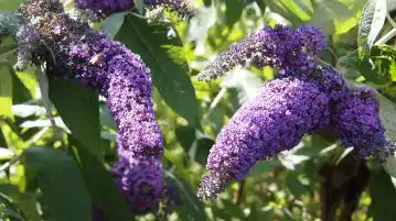 arbre à papillon (Buddleia)