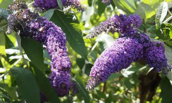 arbre à papillon (Buddleia)