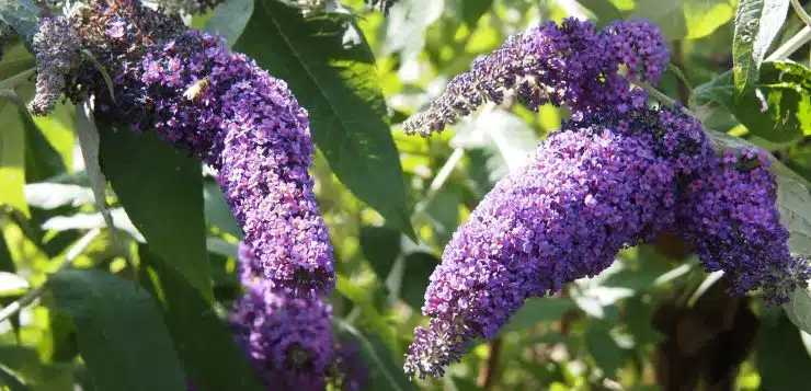 arbre à papillon (Buddleia)