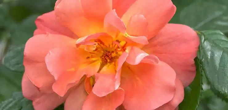 pink flower in tilt shift lens