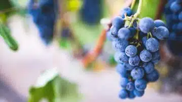 selective focus photography of purple grape fruit