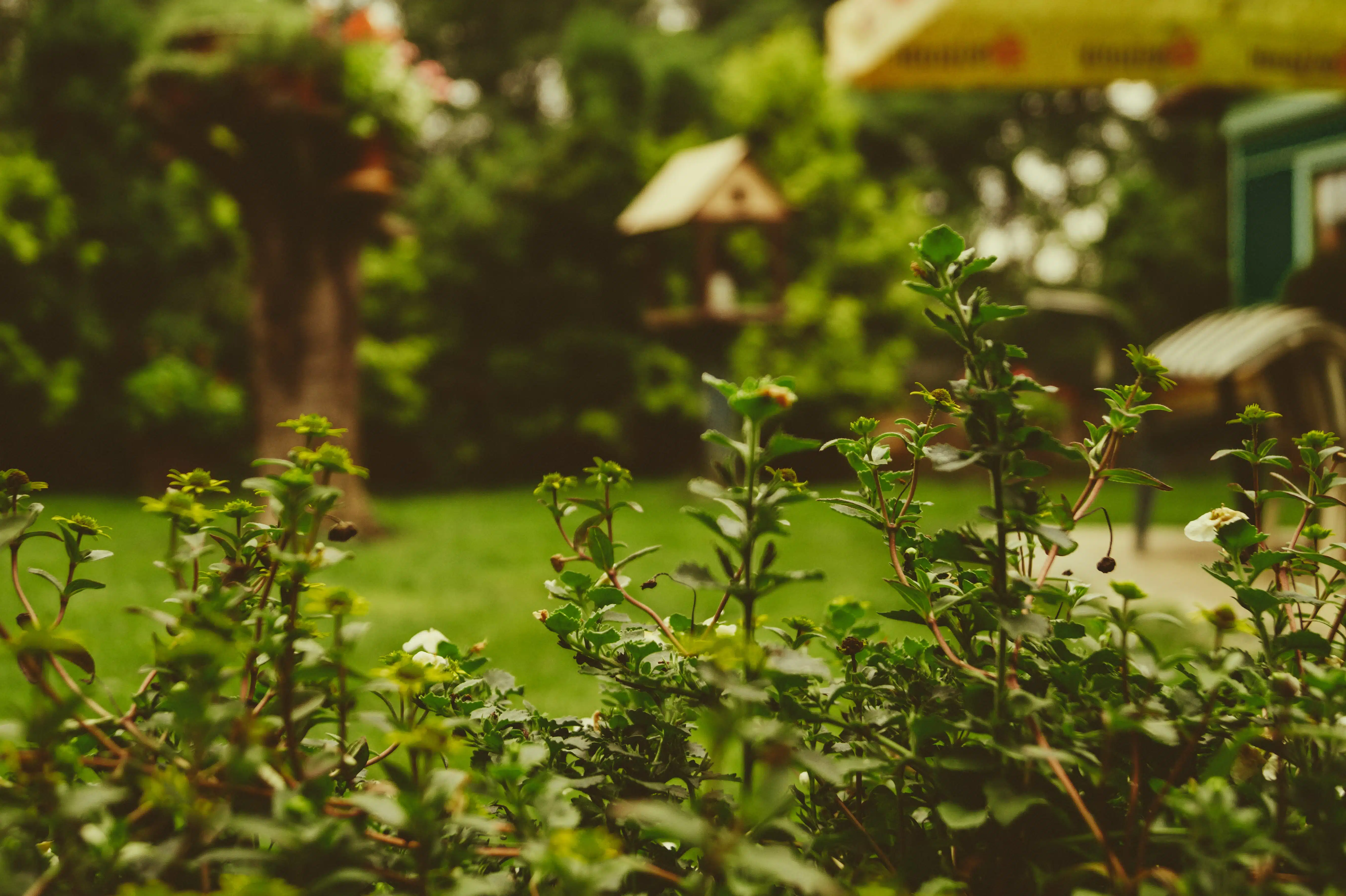 Quelle clôture installer pour sa bordure de jardin ? 