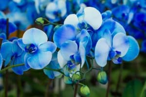 Comment avoir une orchidée bleue ?