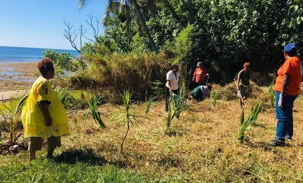 Comment planter un pandanus ?