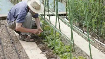 haricots verts