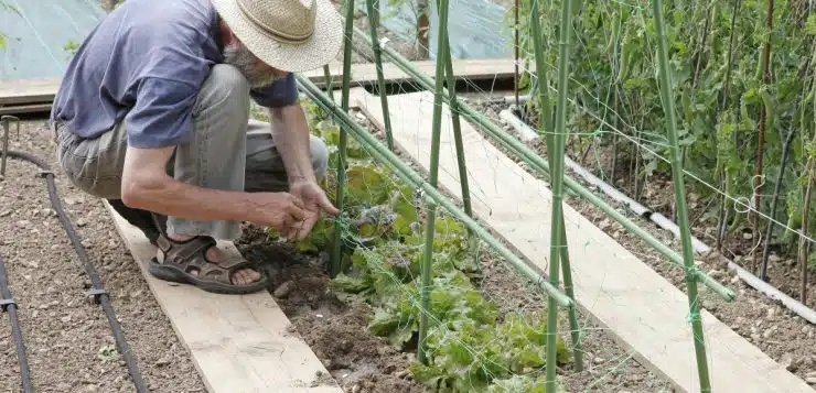 haricots verts