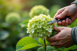 Mains taillant une tige d hydrangea en plein air